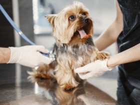 What Every Pet Owner Needs to Know